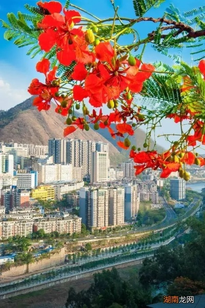 攀枝花天气预报，阳光之城的四季温度与生活指南